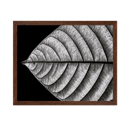 Black and White Leaf Vein Macro