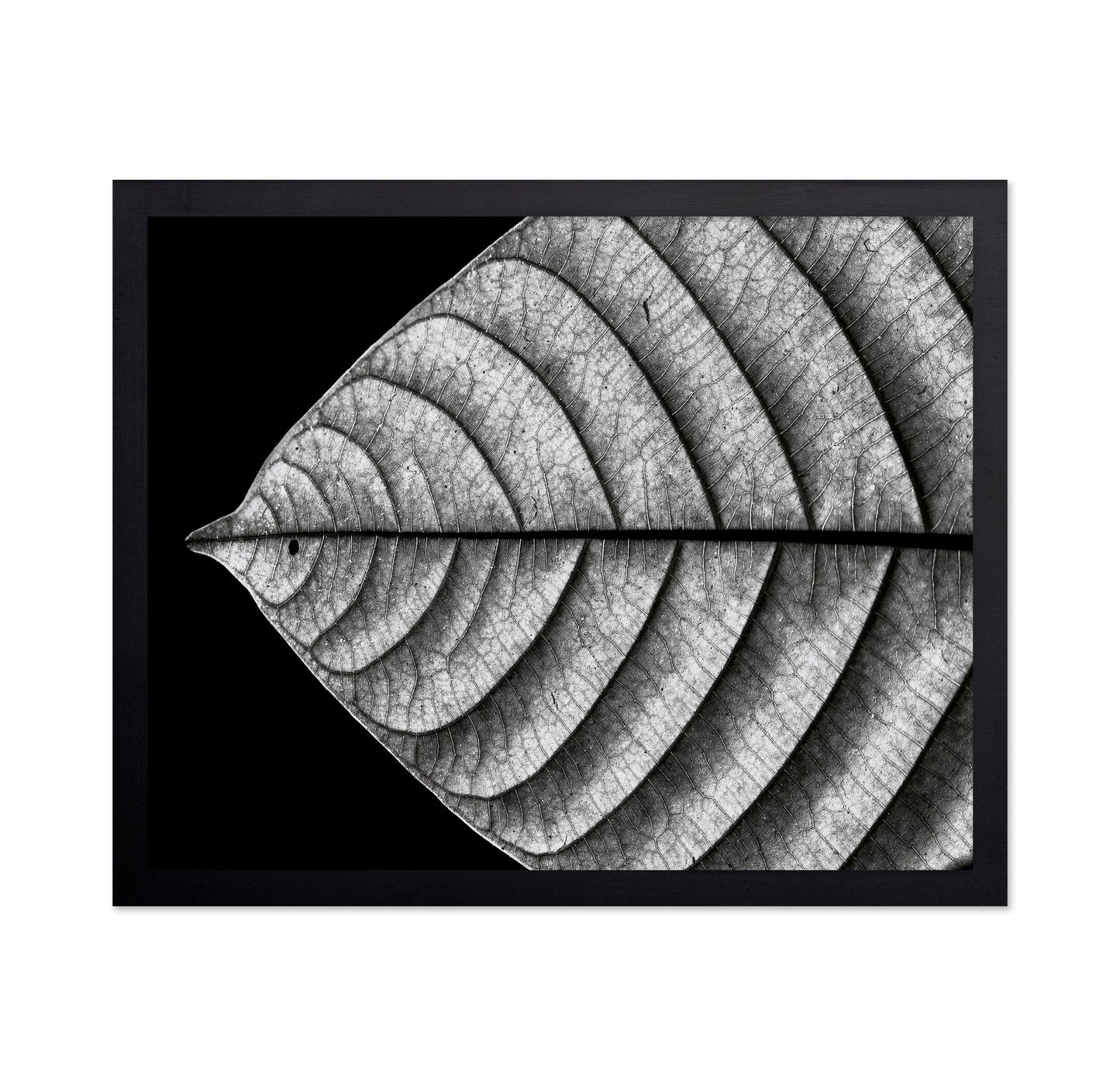 Black and White Leaf Vein Macro
