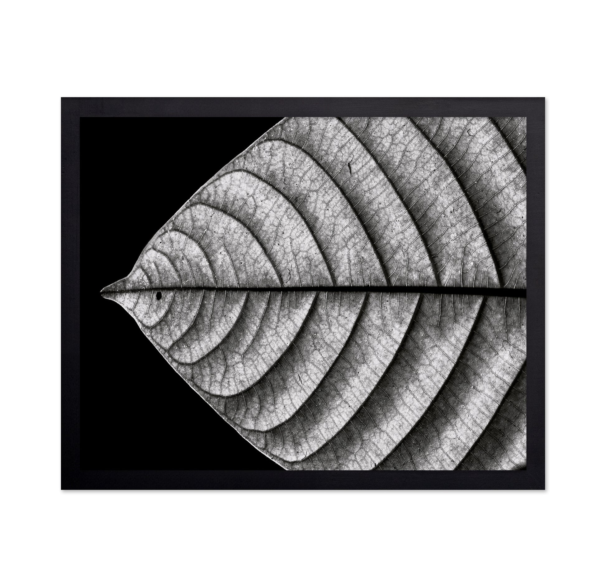 Black and White Leaf Vein Macro