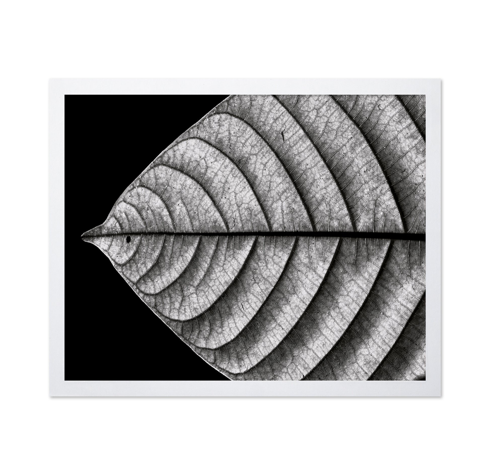 Black and White Leaf Vein Macro