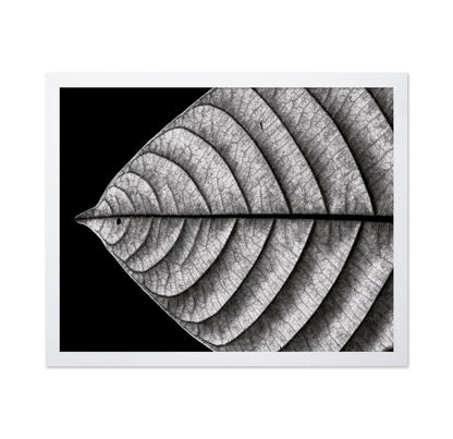 Black and White Leaf Vein Macro