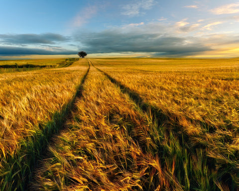 Golden Field Path No1