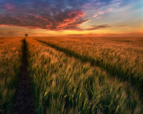 Sunset Field Horizon