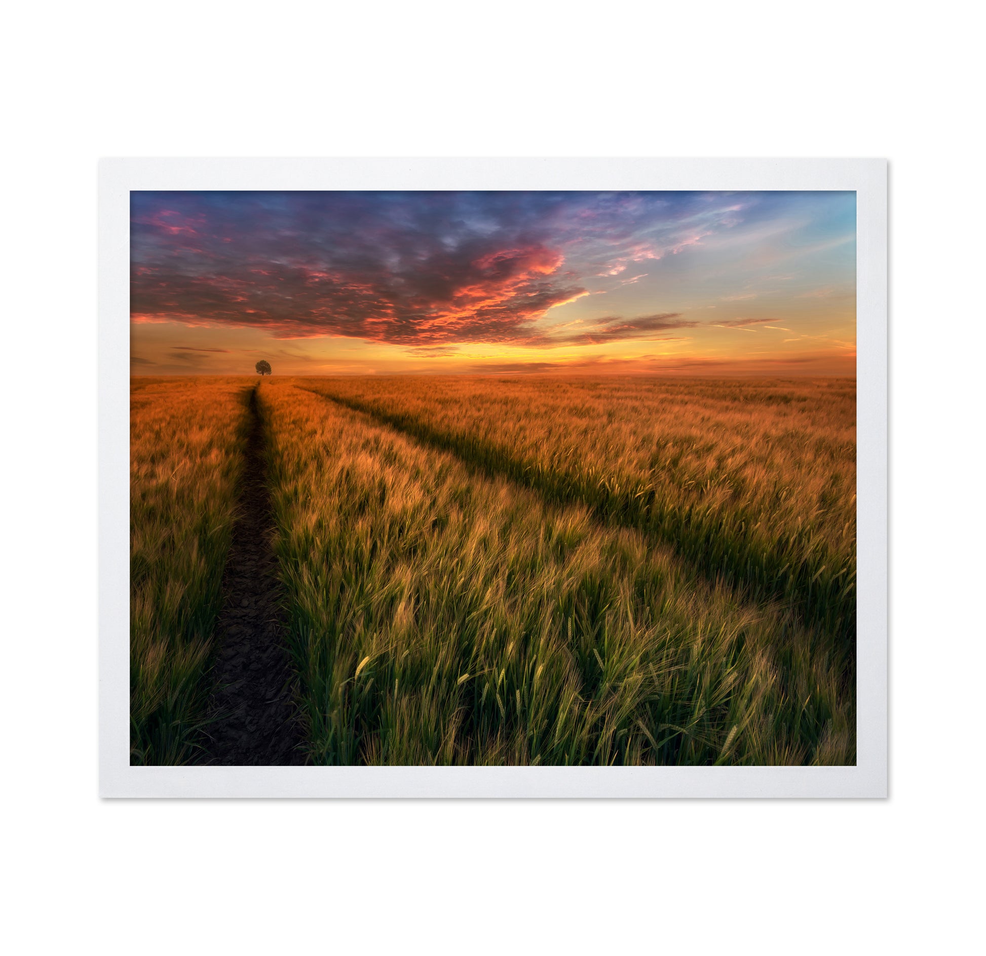 Sunset Field Horizon
