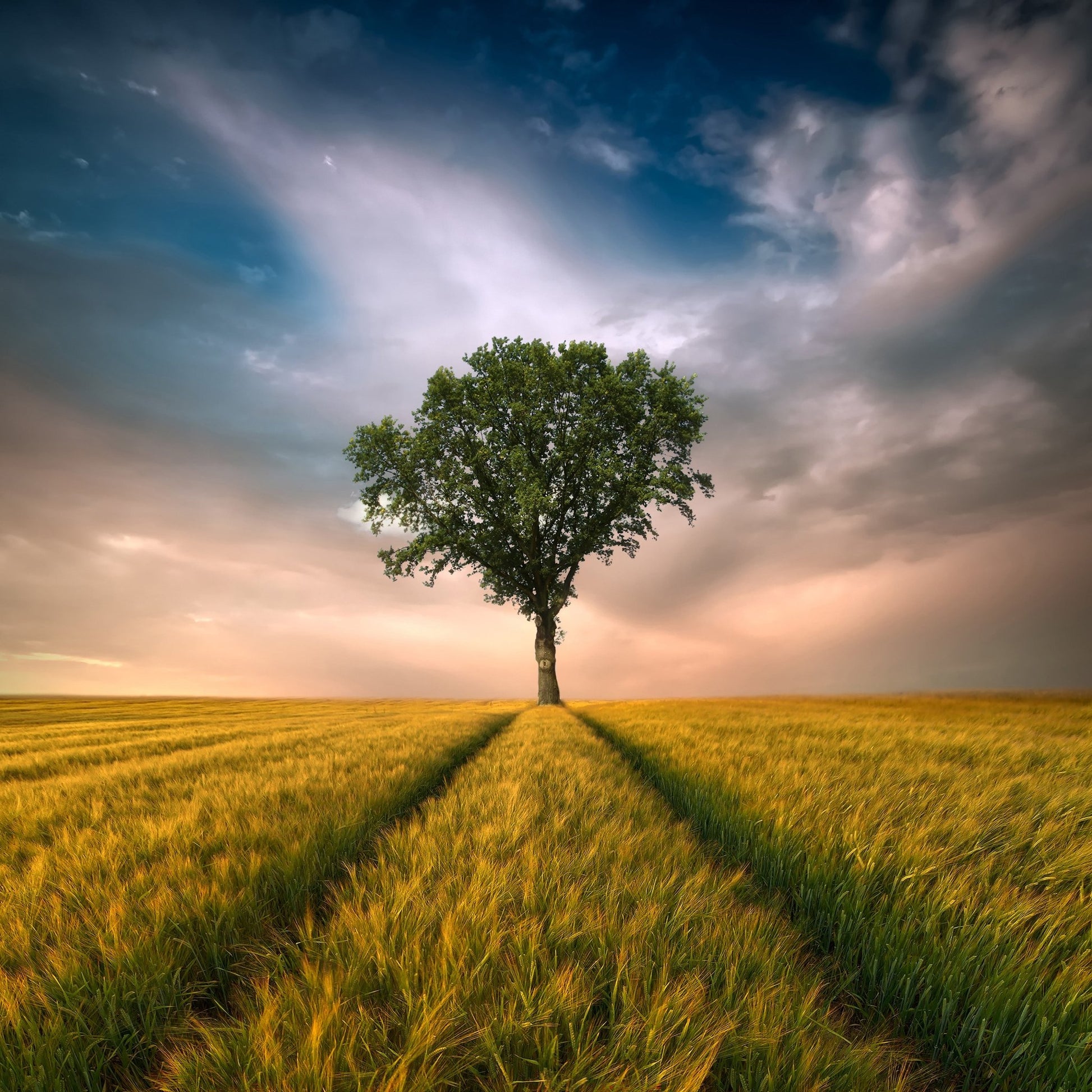 Lone Tree Horizon No1