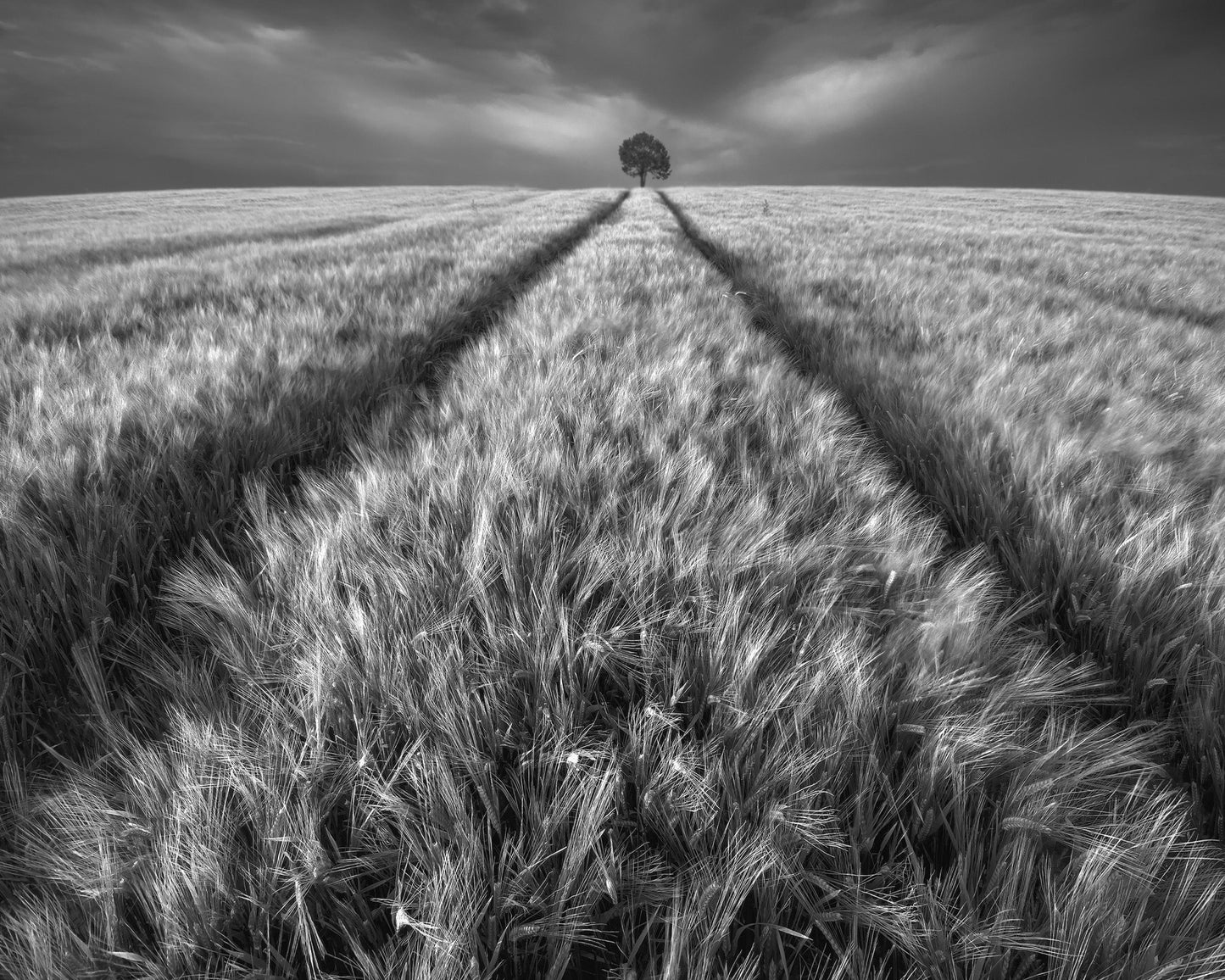 Lone Tree Field Path No1