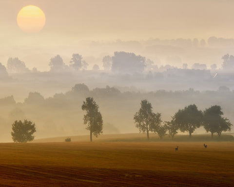Golden Mist Morning