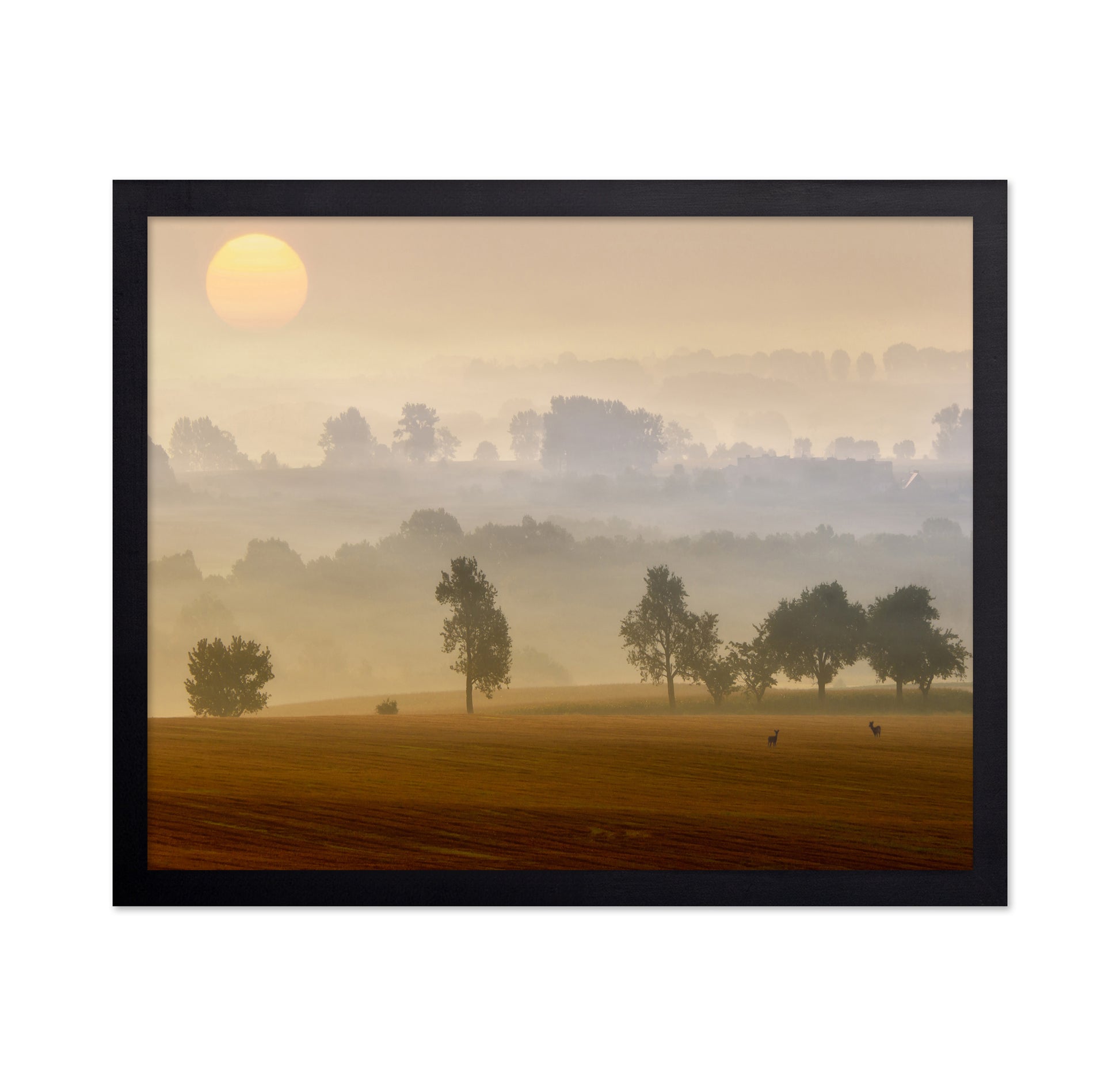 Golden Mist Morning