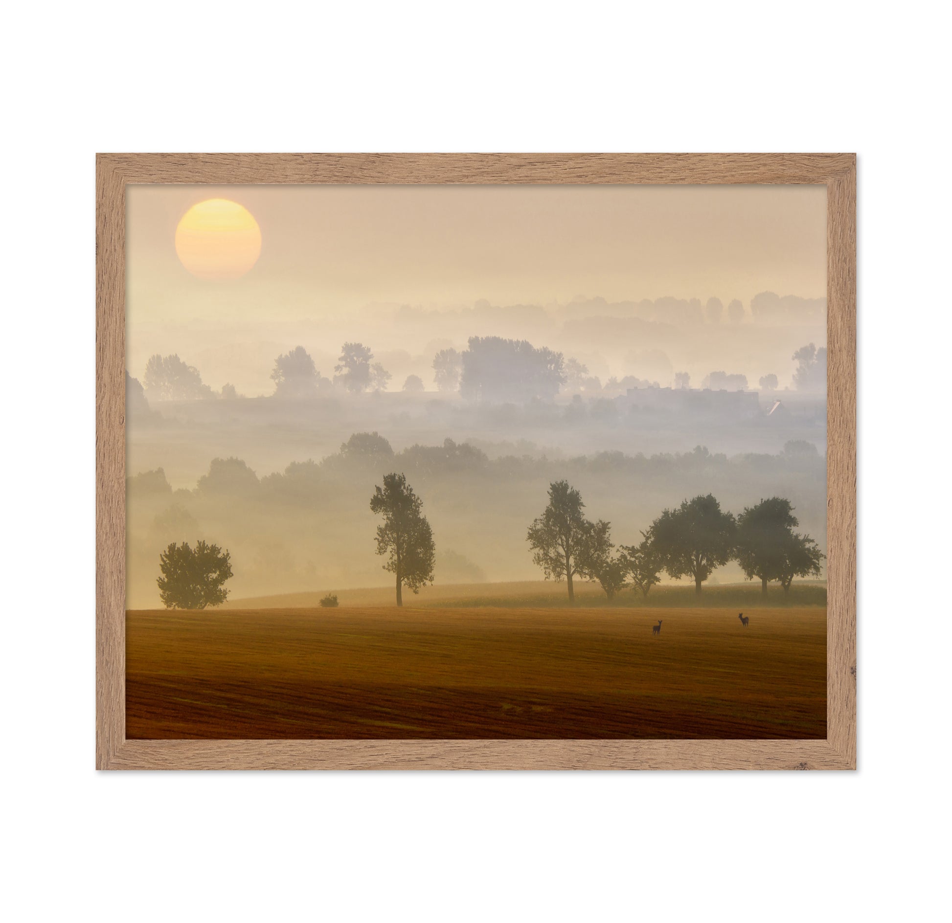 Golden Mist Morning