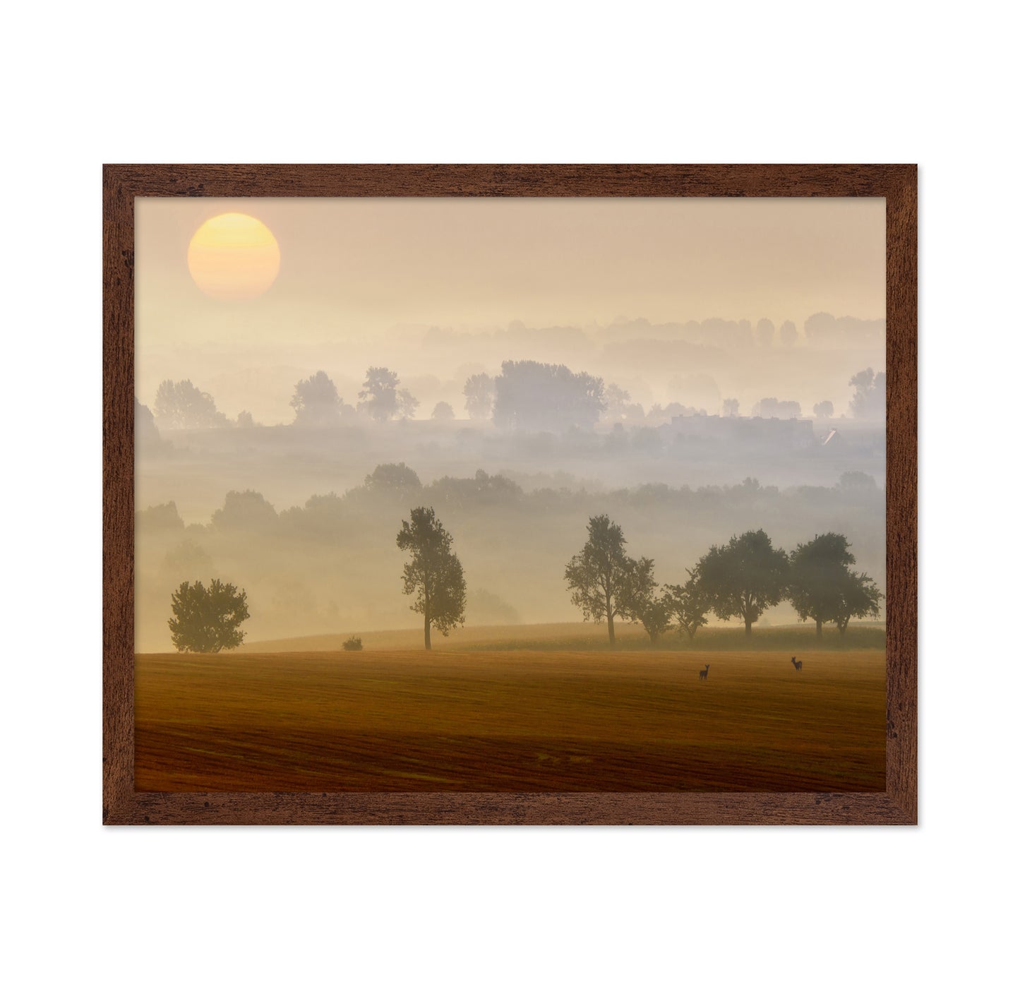 Golden Mist Morning