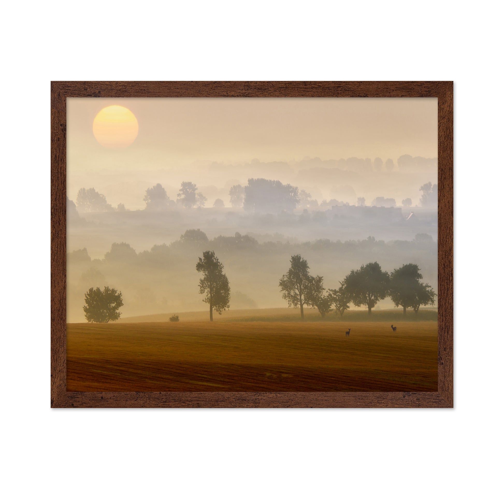 Golden Mist Morning