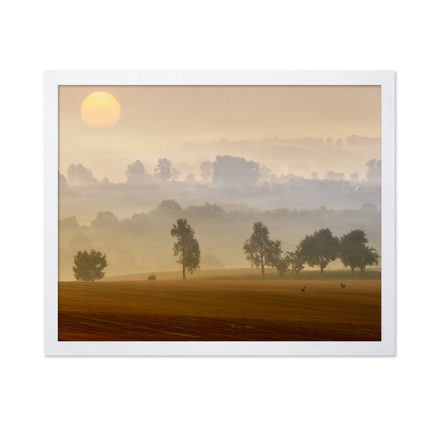 Golden Mist Morning