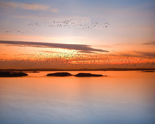Sunset Birds Over Water