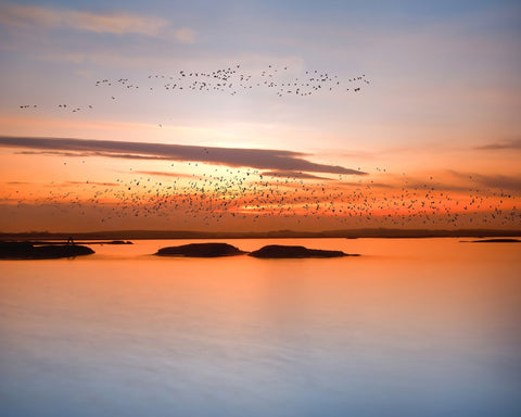 Sunset Birds Over Water