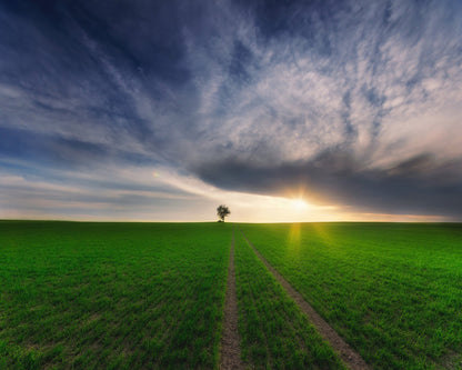 Lone Tree Sunset Path