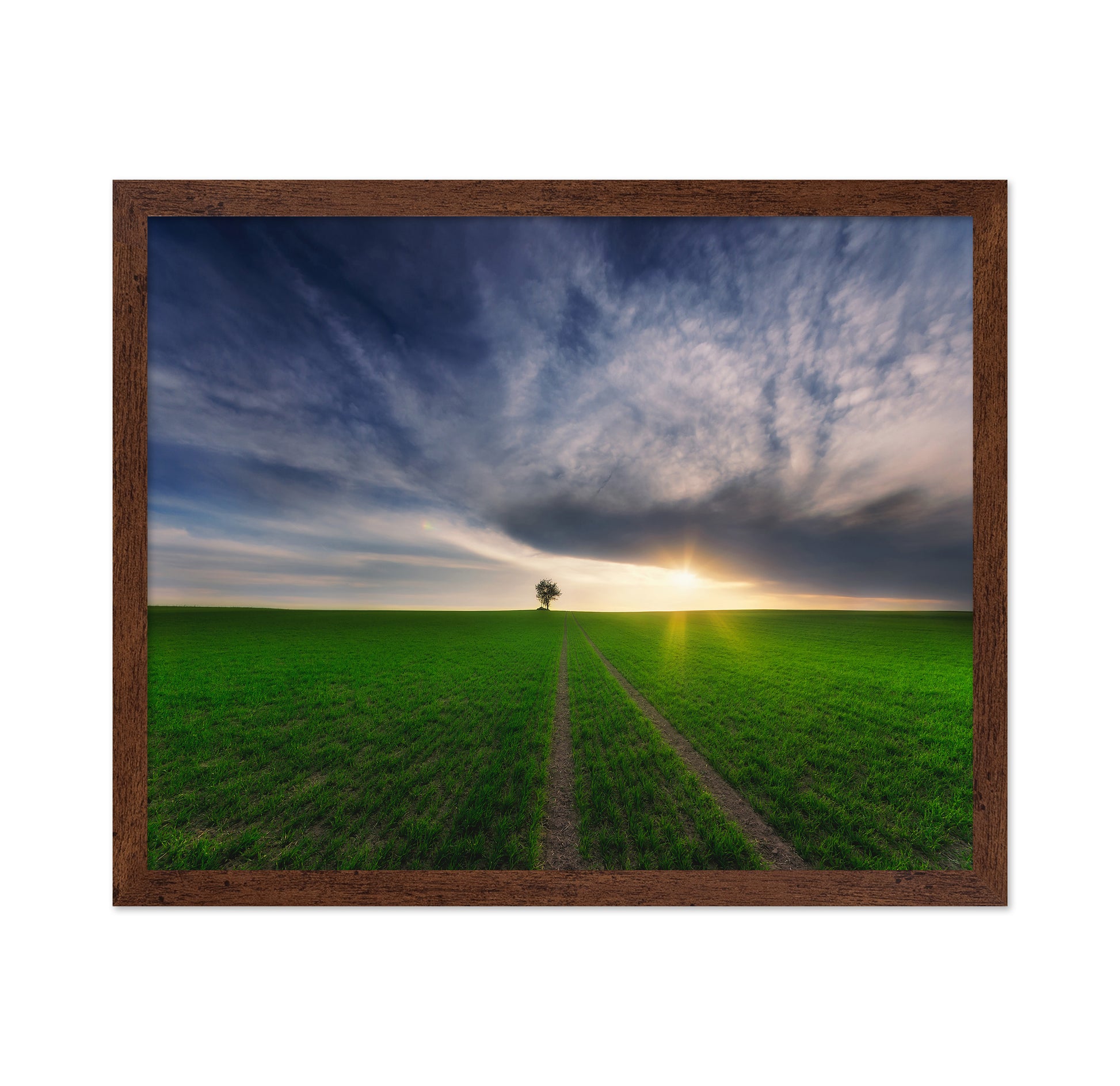 Lone Tree Sunset Path