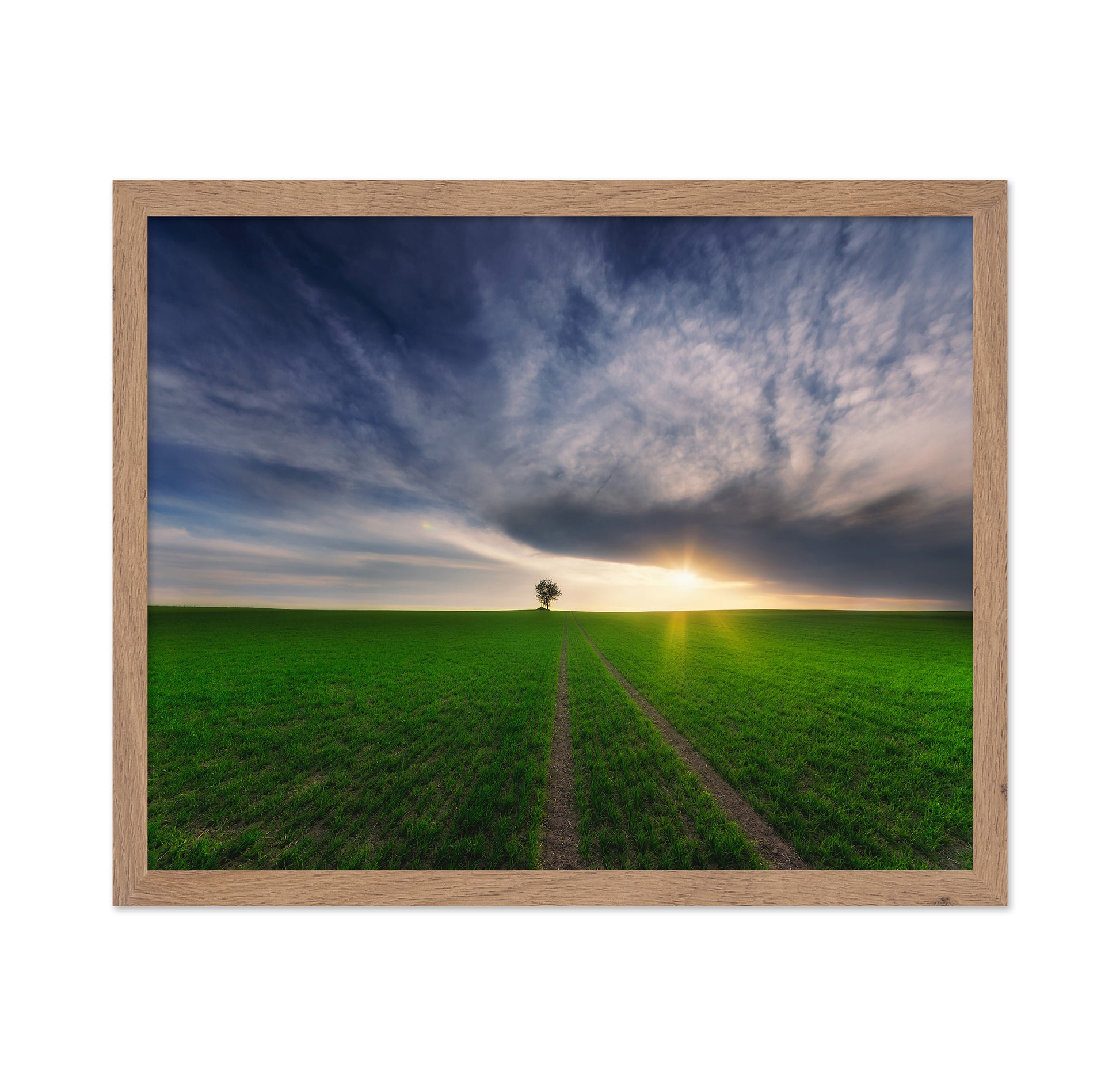 Lone Tree Sunset Path