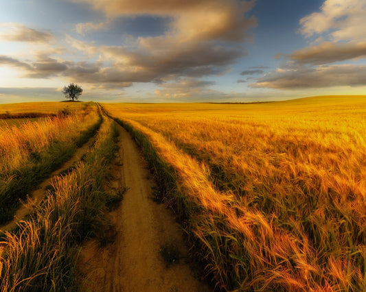 Golden Field Path No2
