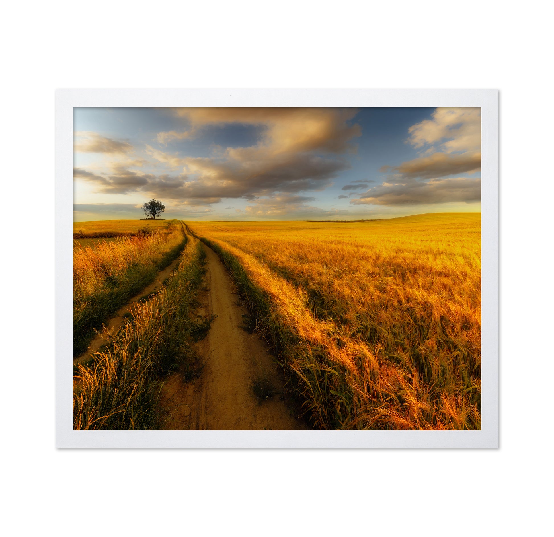 Golden Field Path No2