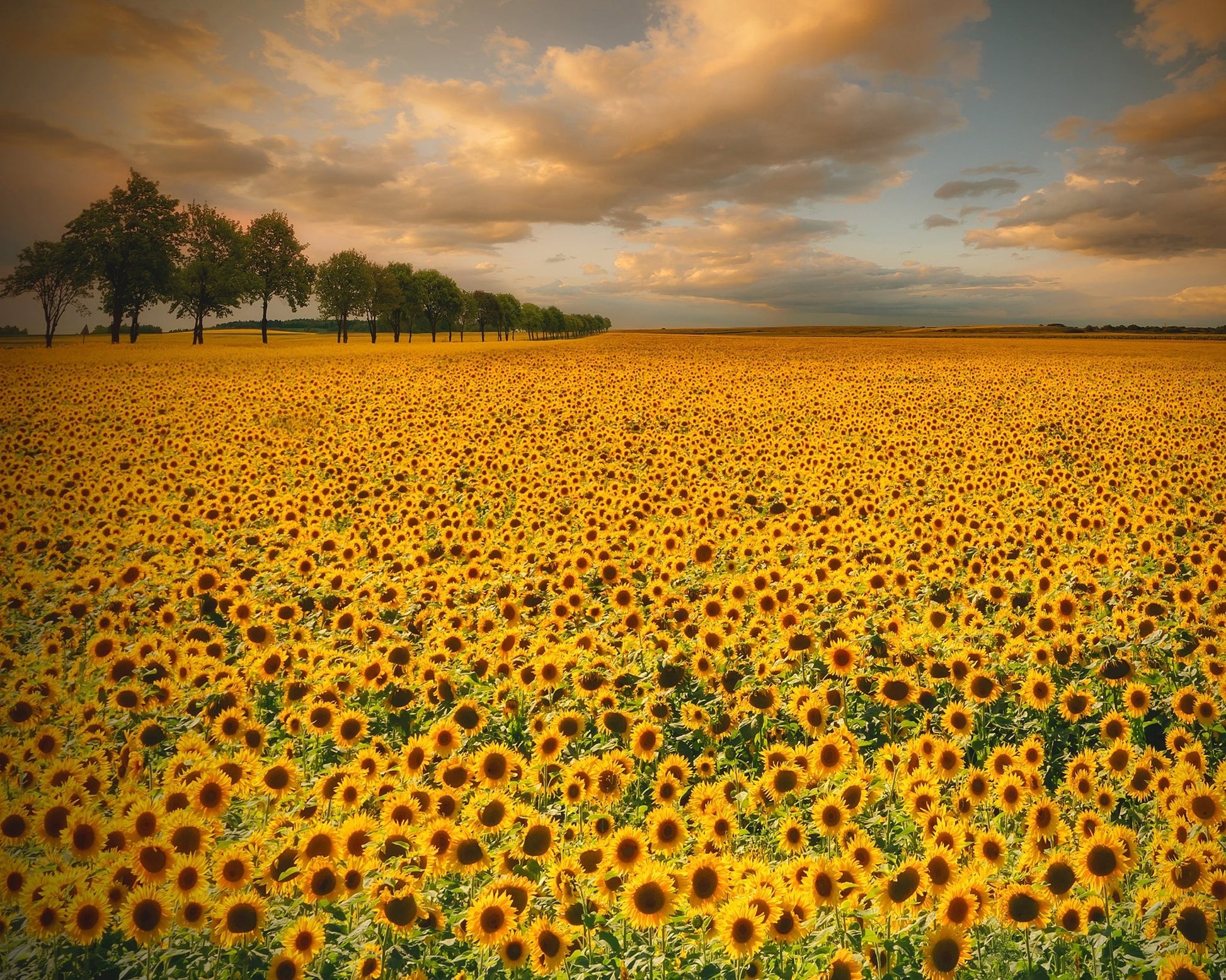 Endless Sunflower Field