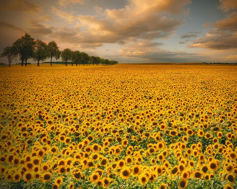 Endless Sunflower Field