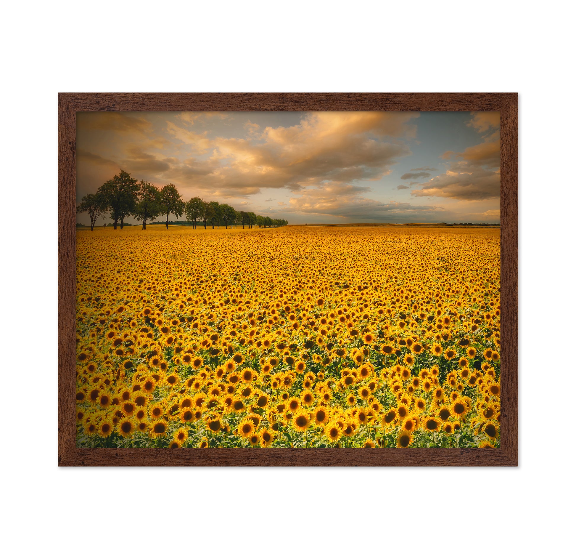 Endless Sunflower Field