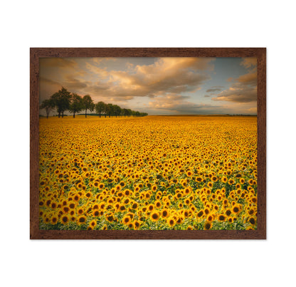 Endless Sunflower Field