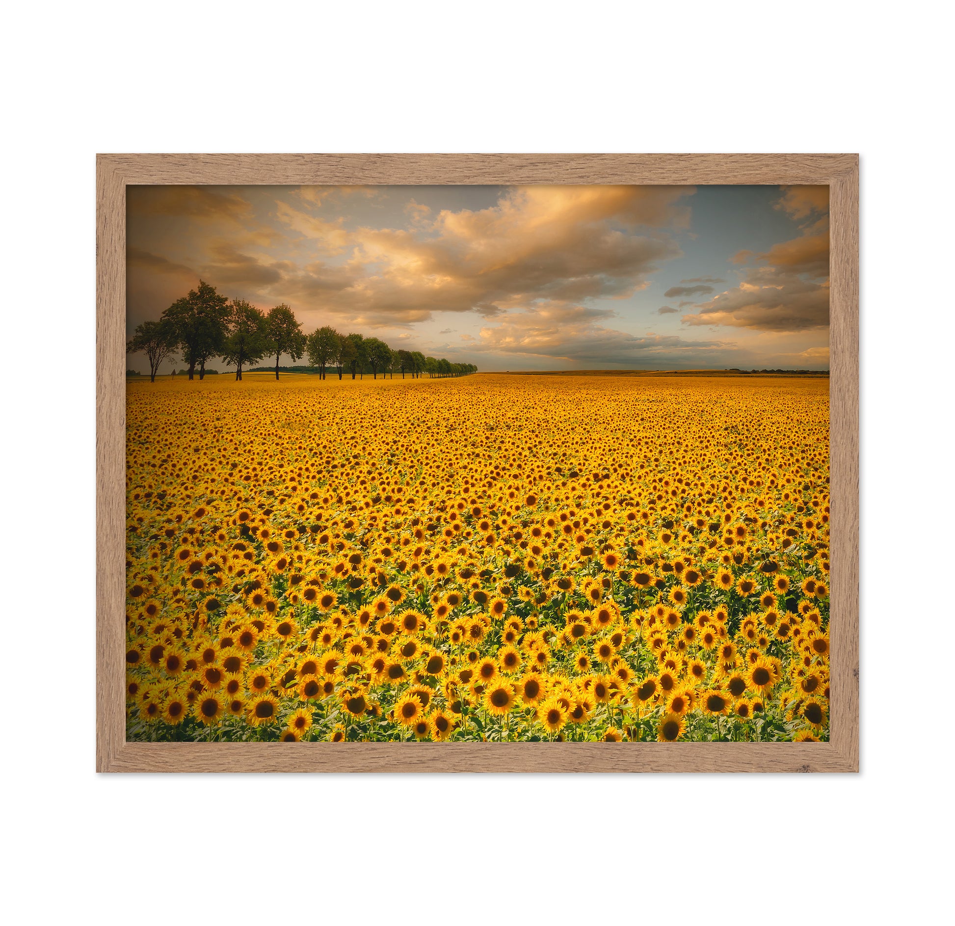 Endless Sunflower Field