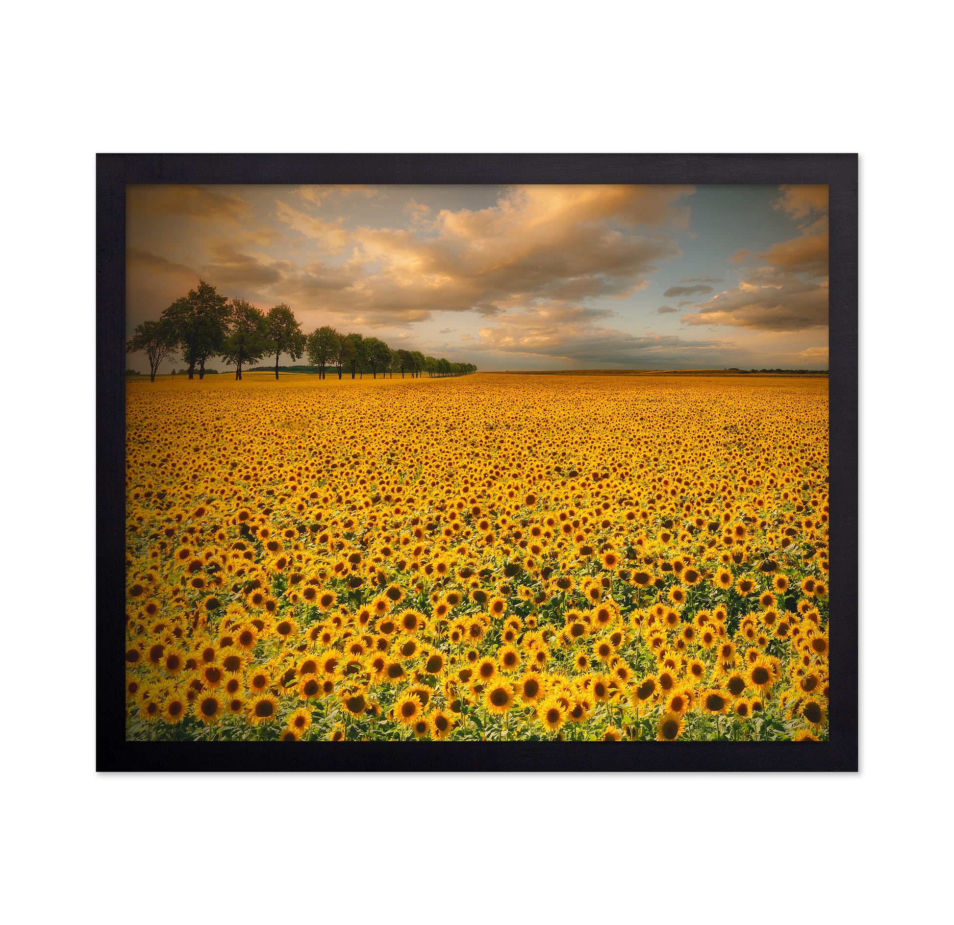 Endless Sunflower Field