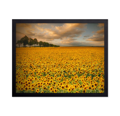 Endless Sunflower Field
