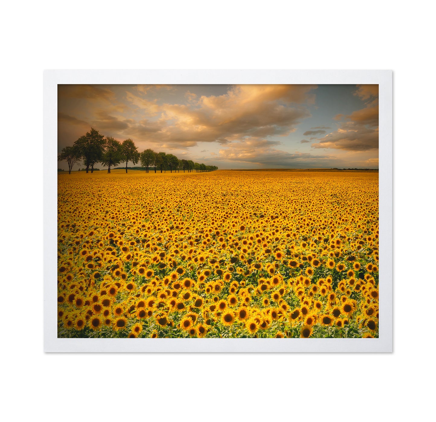 Endless Sunflower Field