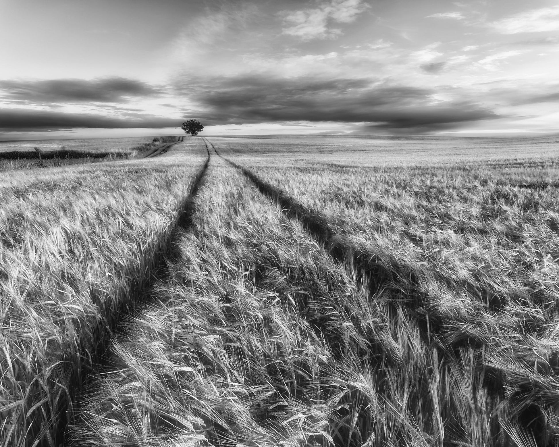 Lone Tree Field Path No2
