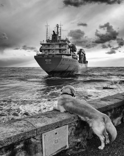 Dog Watching Cargo Ship