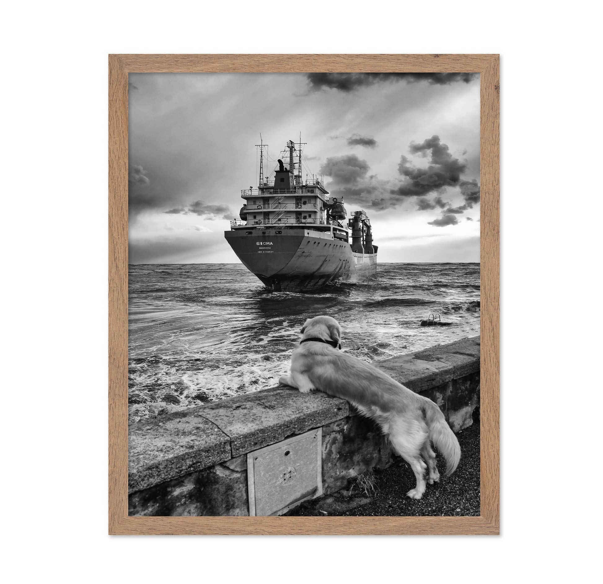 Dog Watching Cargo Ship