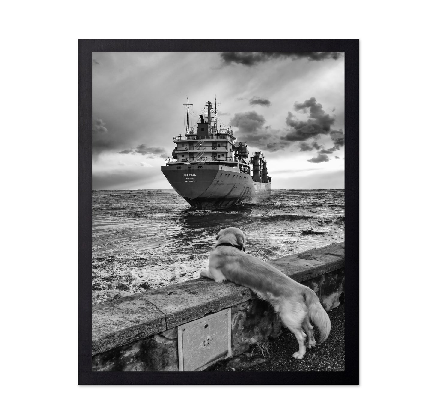 Dog Watching Cargo Ship