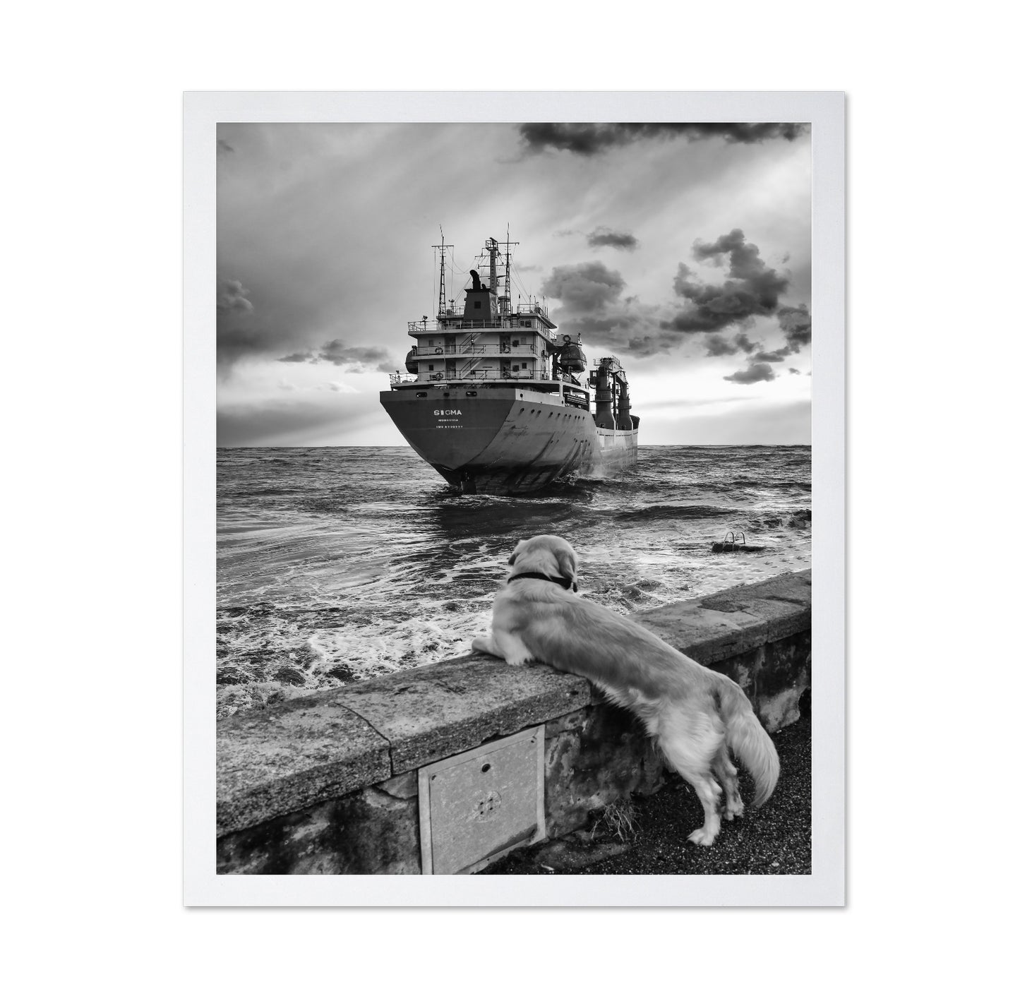 Dog Watching Cargo Ship