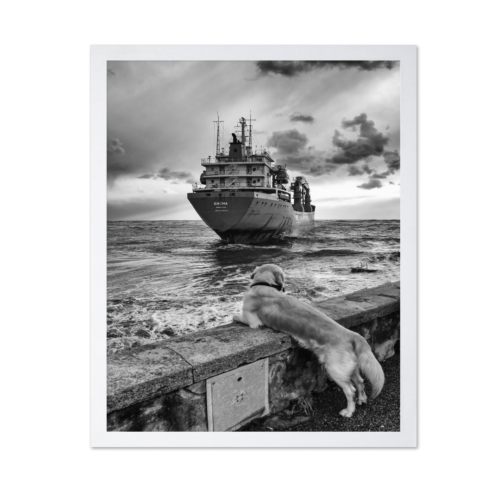 Dog Watching Cargo Ship