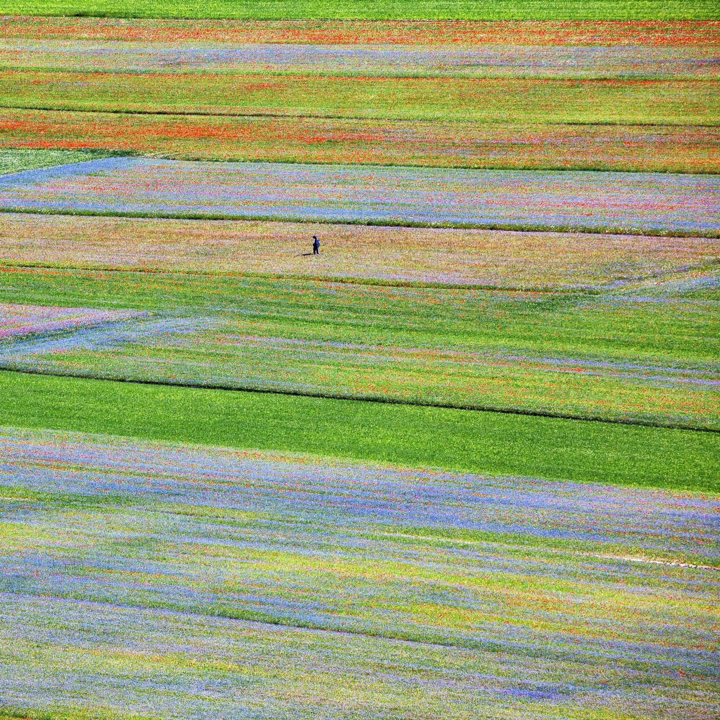 Flower Field Patchwork