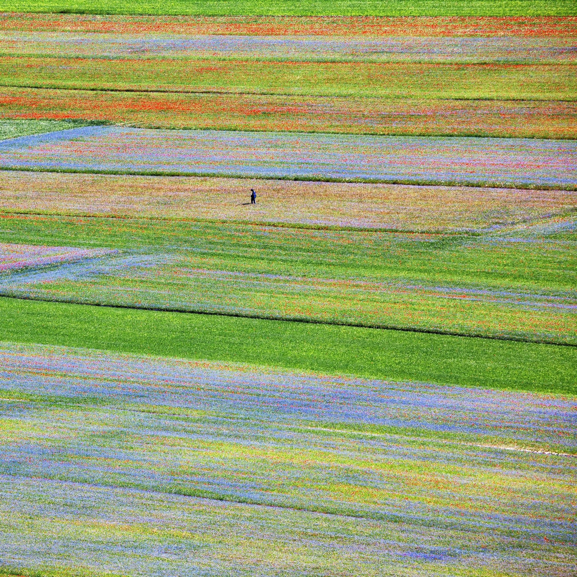 Flower Field Patchwork