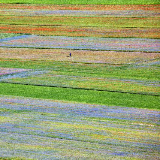 Flower Field Patchwork