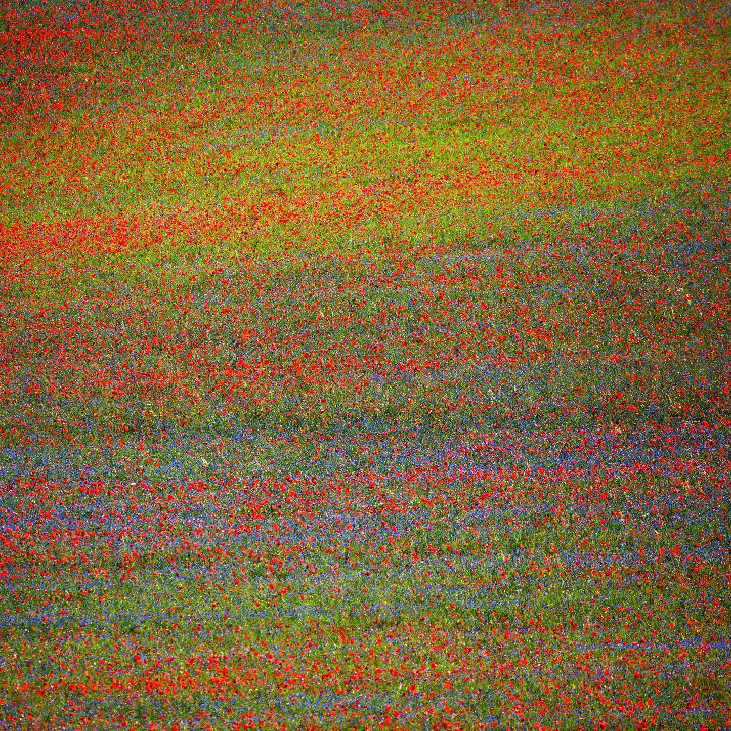 Wildflower Color Field No1