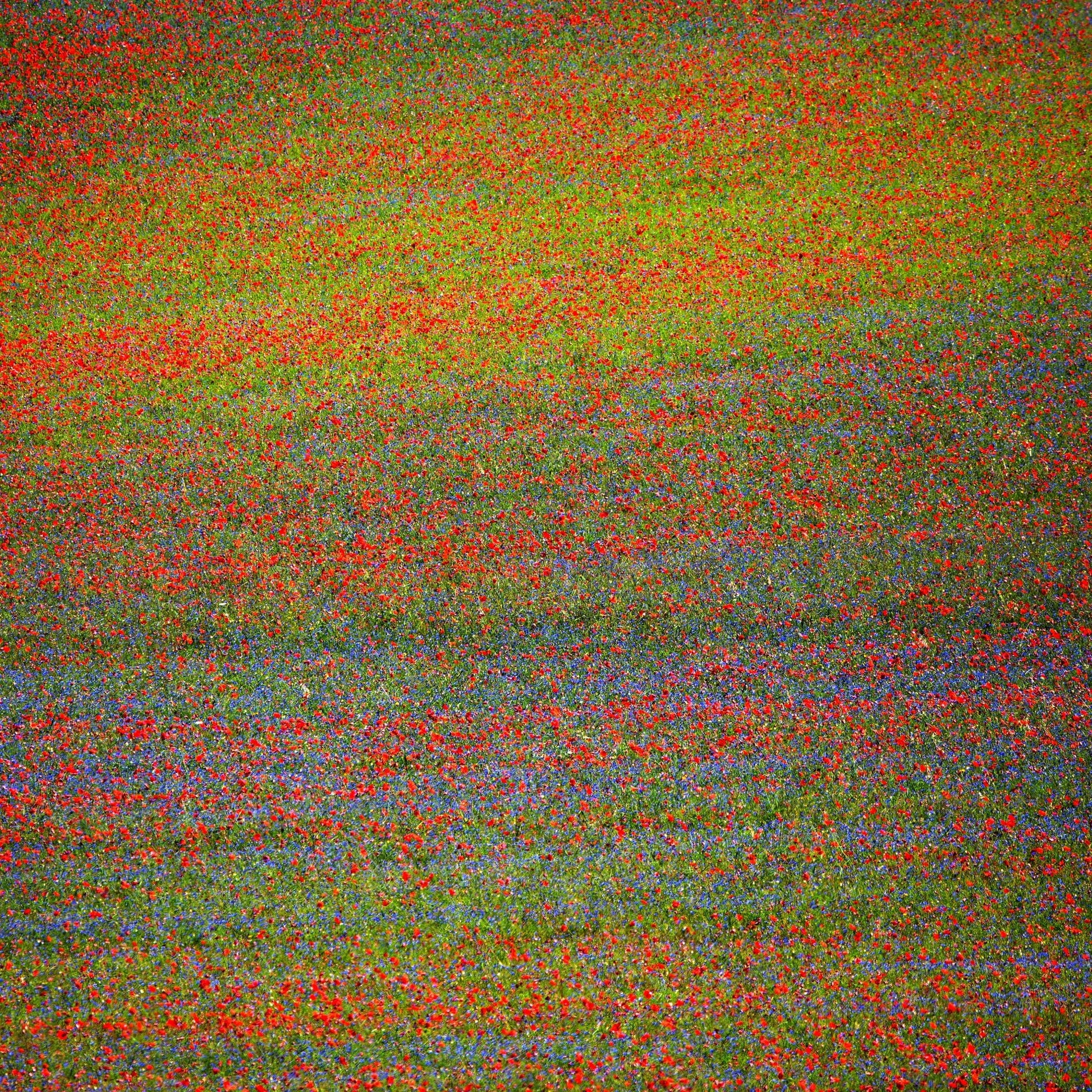 Wildflower Color Field No1