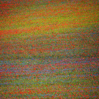 Wildflower Color Field No1