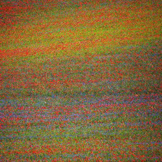 Wildflower Color Field No1