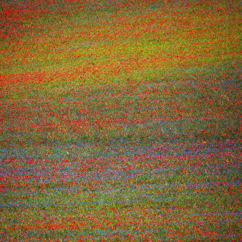 Wildflower Color Field No1