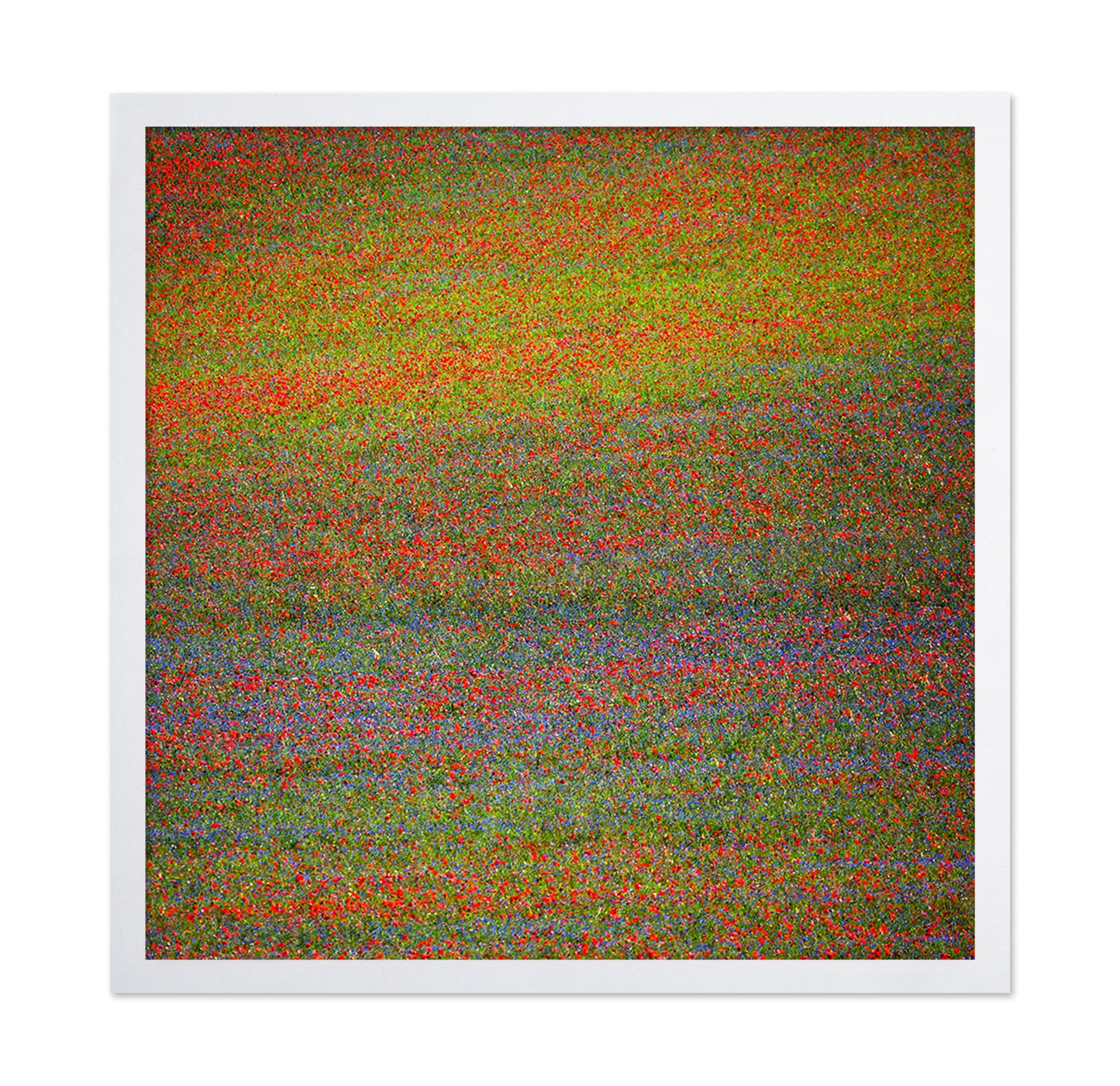 Wildflower Color Field No1