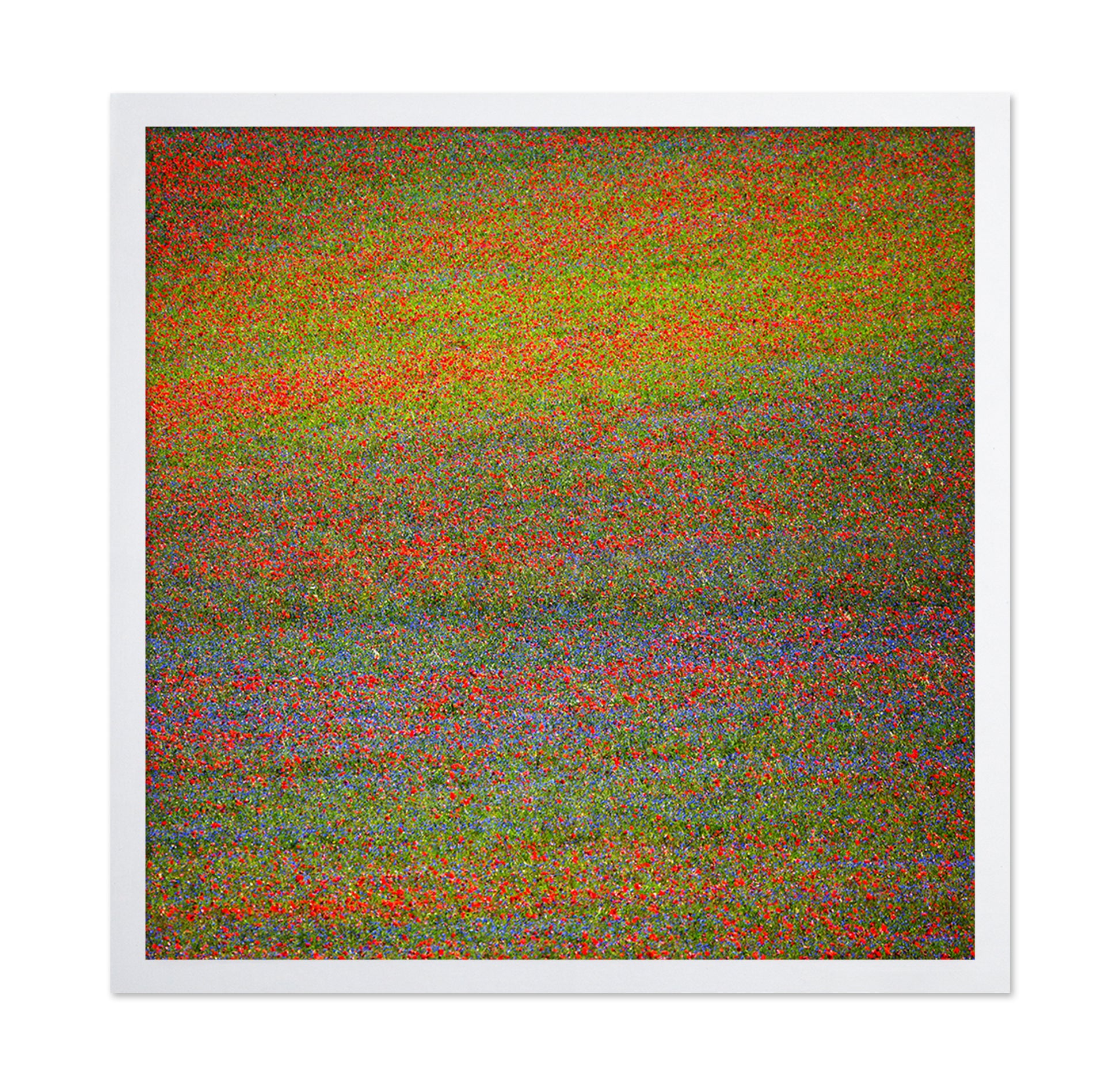 Wildflower Color Field No1