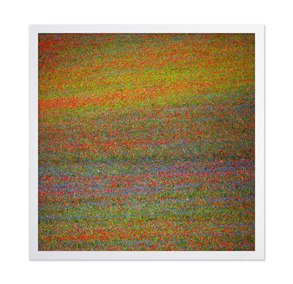 Wildflower Color Field No1