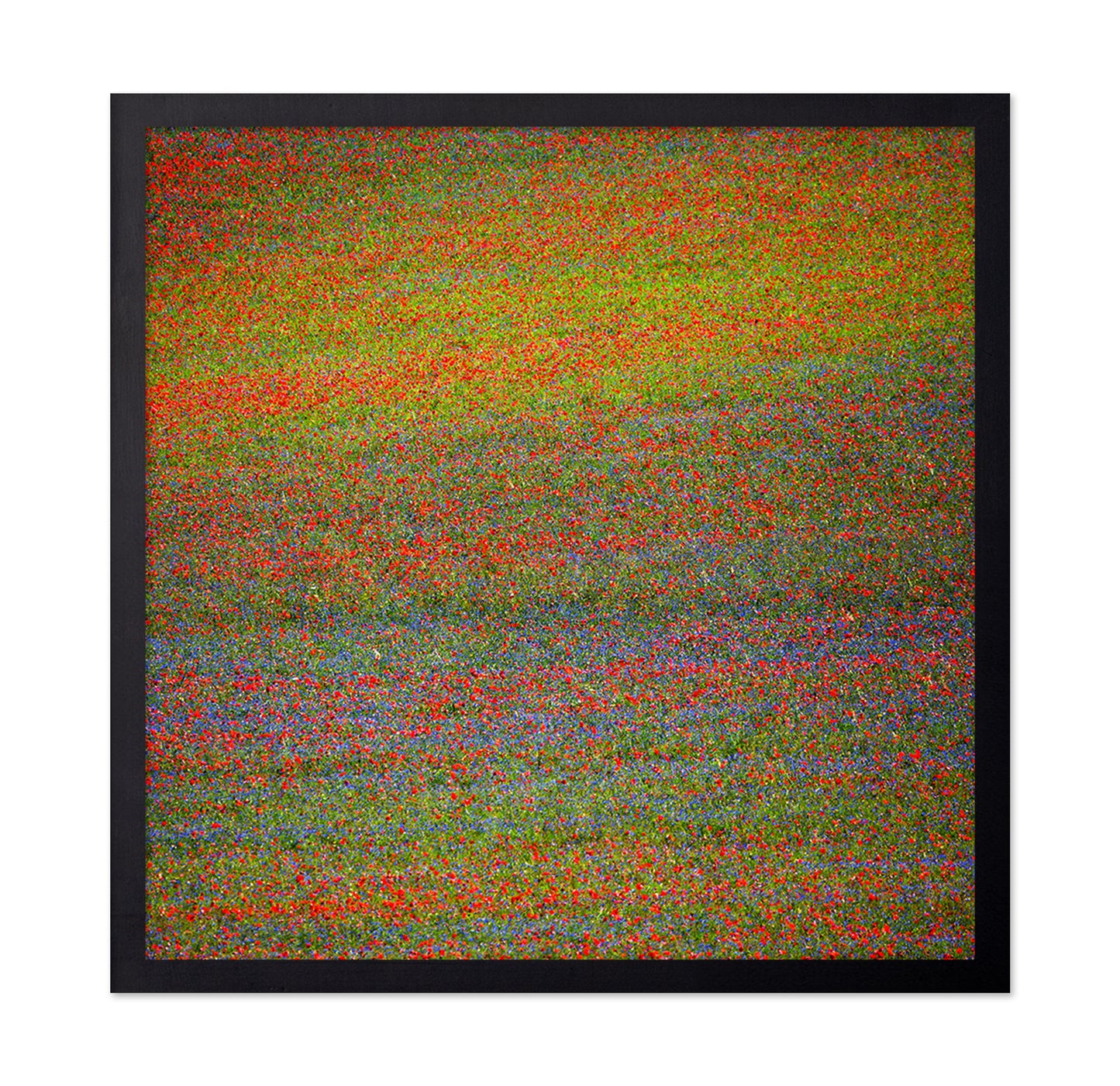 Wildflower Color Field No1