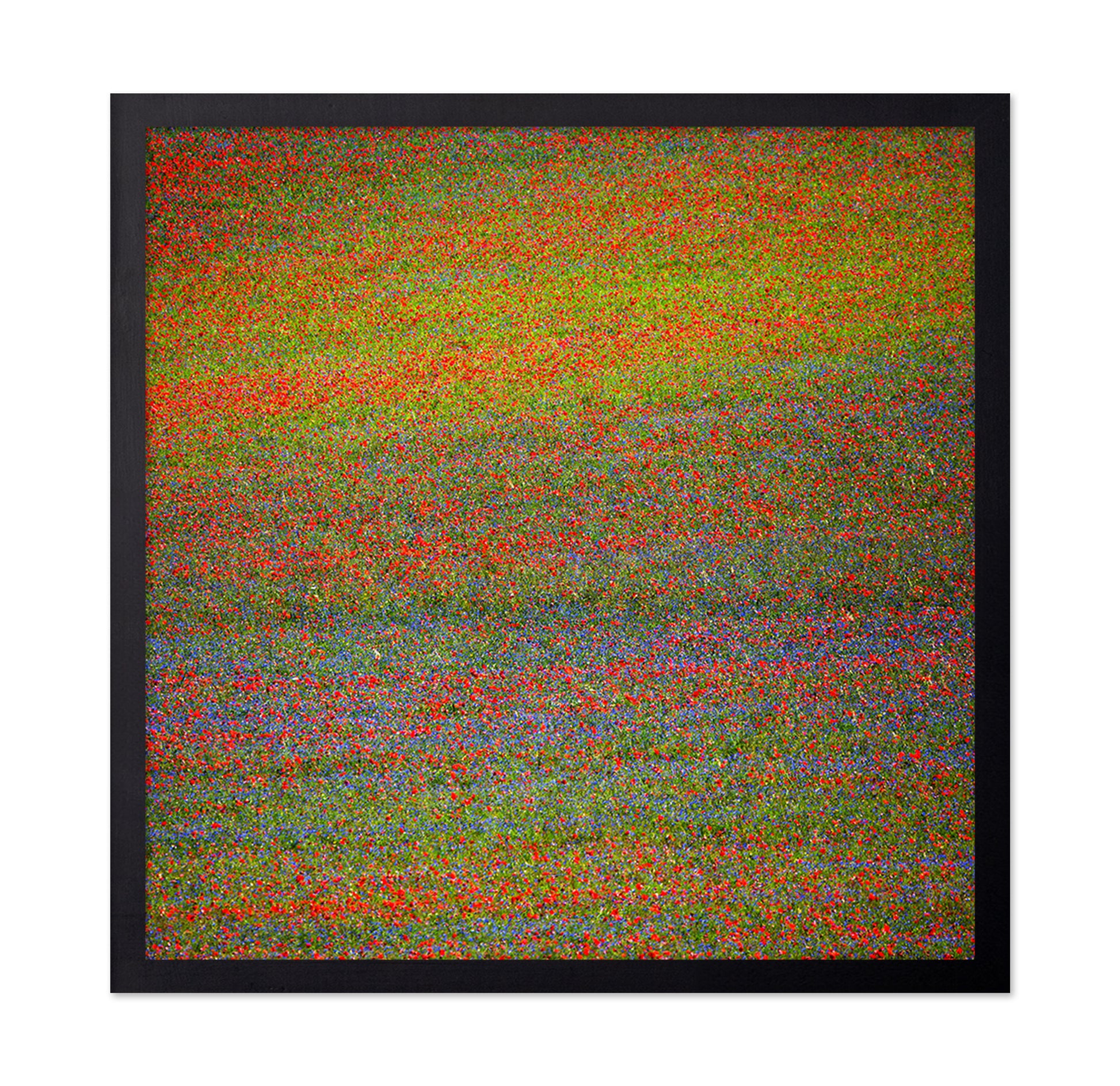 Wildflower Color Field No1